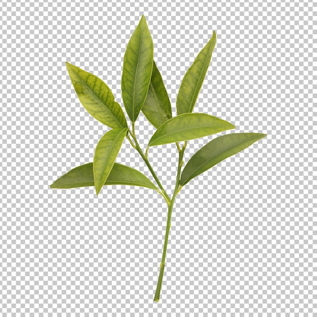 PSD folhas selvagens verdes frescas renderização isolada de ramo