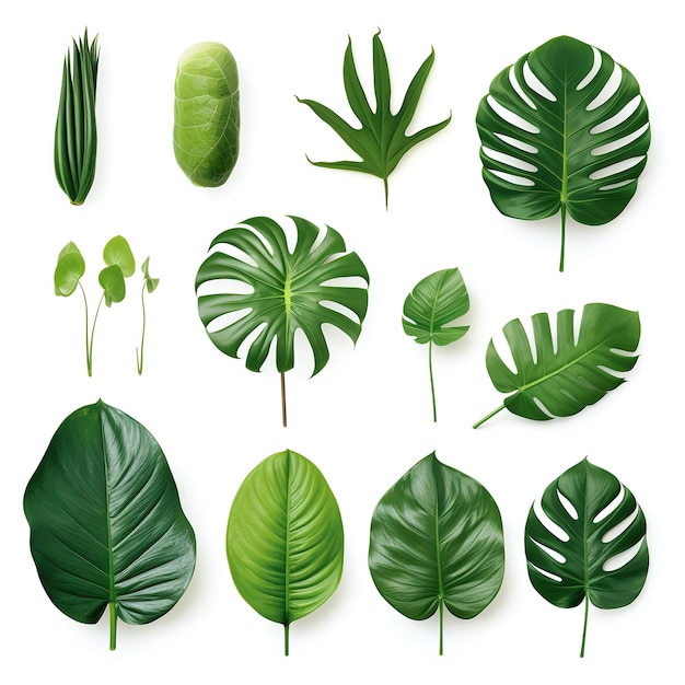 Folhas tropicais isoladas em fundo branco com folhas verdes de monstera alocasia anthurium e philodendrons as plantas exóticas de folhagem