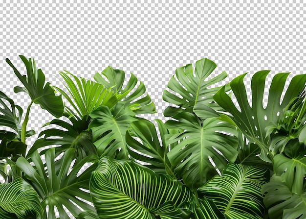 PSD folhas tropicais isoladas fundo transparente