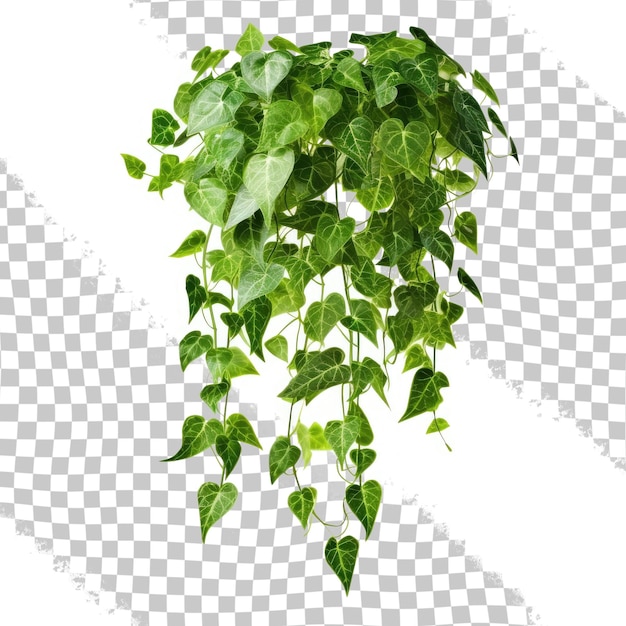 PSD folhas verdes árvore javanesa ou hera de uva cissus spp selva arbusto de videira pendurado planta de hera isolado