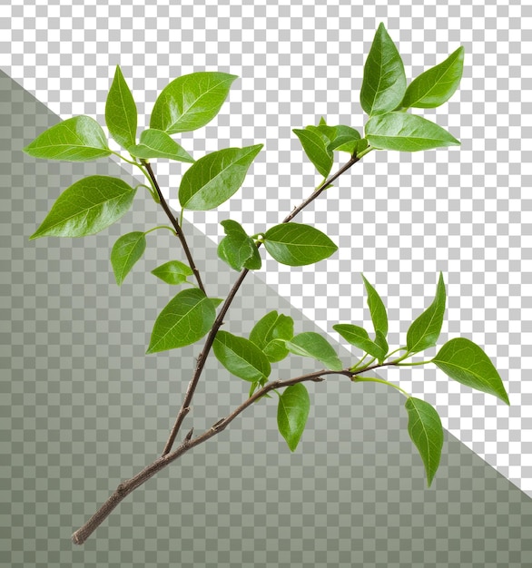Folhas verdes em um galho capturadas na luz natural cortadas em stock png