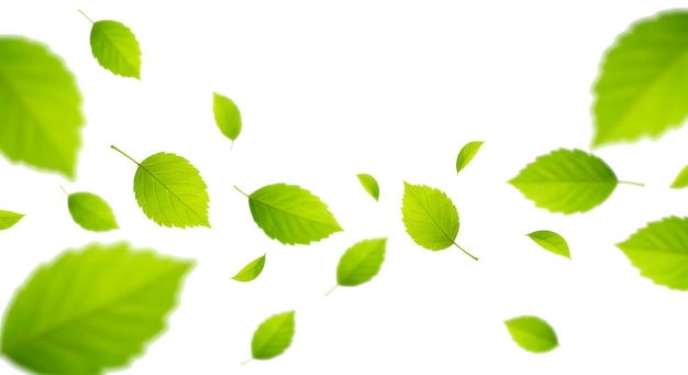 Folhas verdes flutuando no vento em um fundo transparente