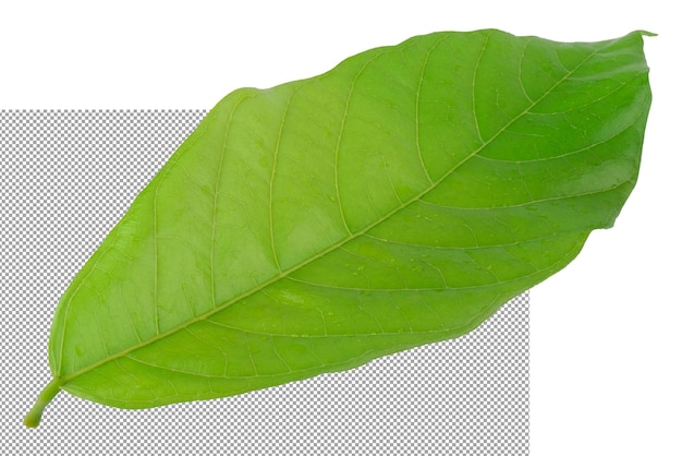 folhas verdes frescas isoladas sobre um fundo transparente