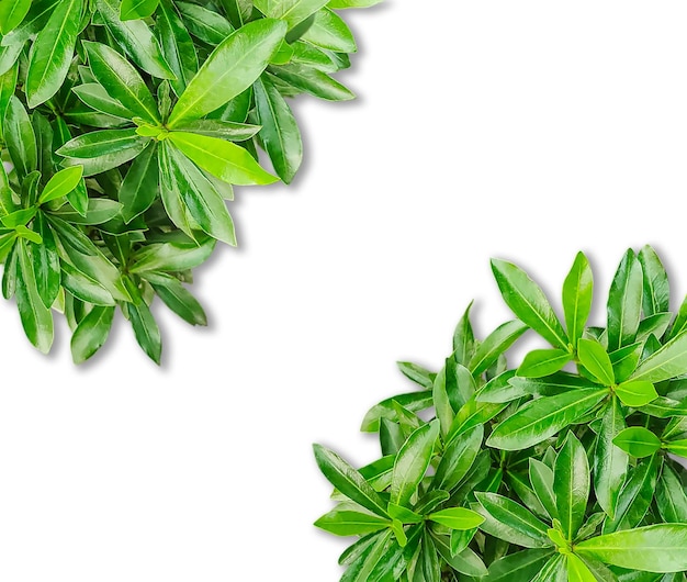 Folhas verdes Fronteira folhas verdes frescas moldura isolada folhas de ervas verdes frescas isoladas em png
