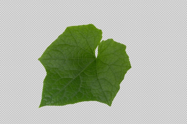 PSD folhas verdes isoladas em fundo alfa