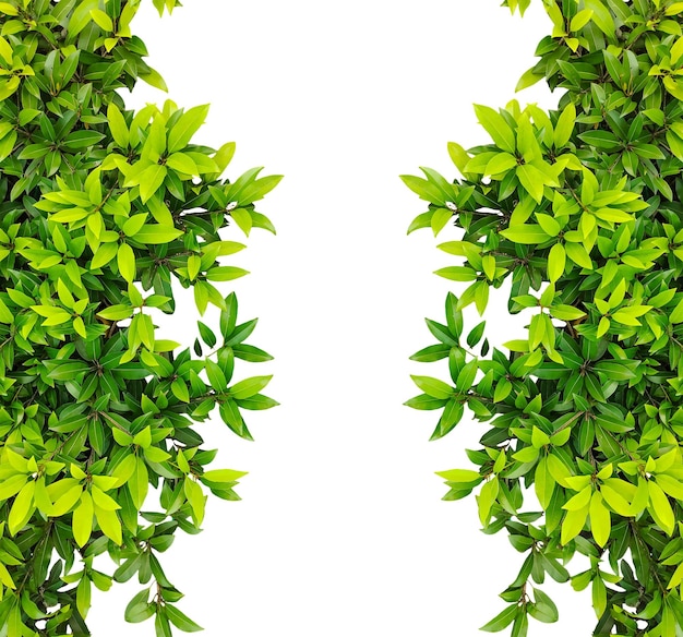 folhas verdes moldura folhas verdes frescas formam uma moldura natural ou borda perfeita para uma primavera