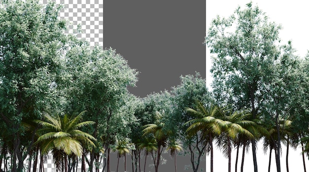 El follaje de los árboles en un fondo transparente PNG 3D