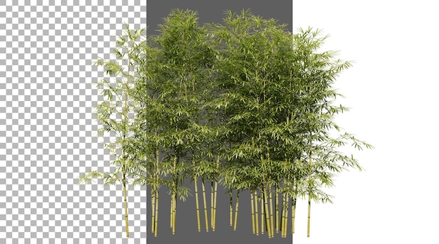 El follaje de bambú en un fondo transparente renderizado en PNG 3D