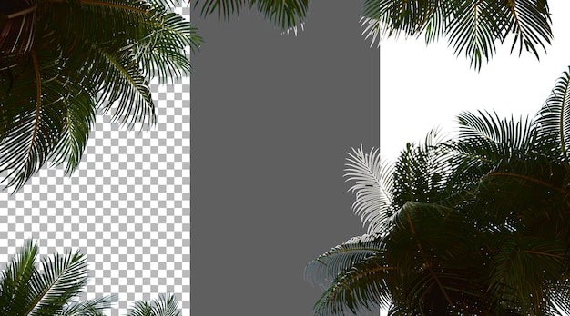 El follaje del coco en un fondo transparente renderizado en PNG 3D