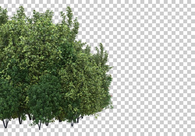 Follaje con ilustración de renderizado 3d de fondo transparente