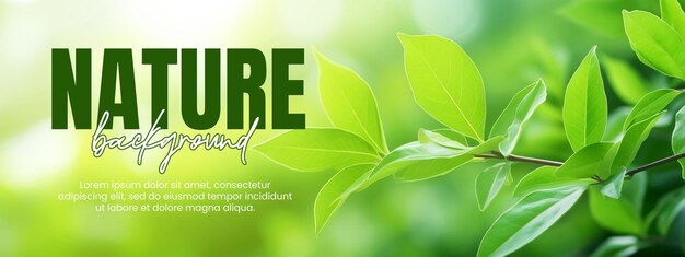 fond de nature ou modèle de bannière avec feuille verte dans le jardin en été