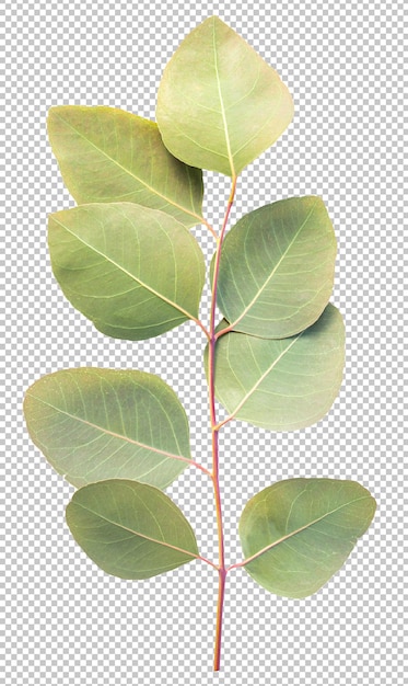 PSD fond de transparence de feuille d'eucalyptus branche