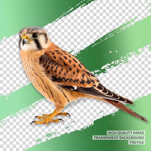 PSD fond transparent de faucon de lanner png