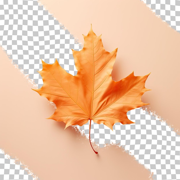 Fond Transparent Avec Feuille D'automne Isolée