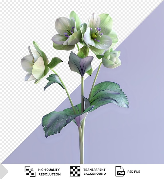 PSD fond transparent avec une fleur d'hellebor isolée et des feuilles vertes dans un vase png