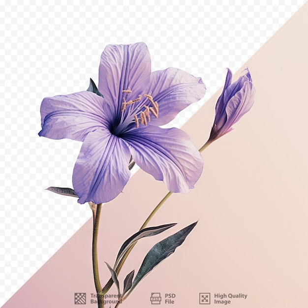 Fond Transparent Avec Une Fleur Violette