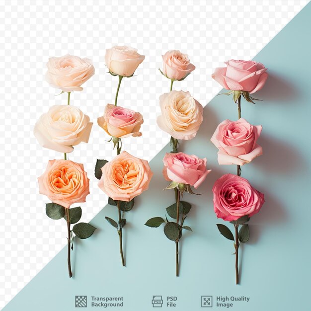 PSD fond transparent avec fond affichant des roses disposées