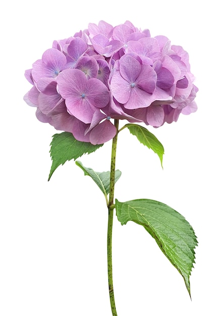 PSD fond transparent d'hortensia violet sur le fichier psd