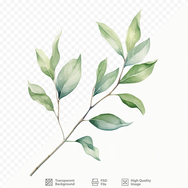 PSD fond transparent illustré avec des feuilles de printemps en aquarelle