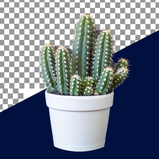 PSD el fondo eliminado bonito cactus con olla de flores