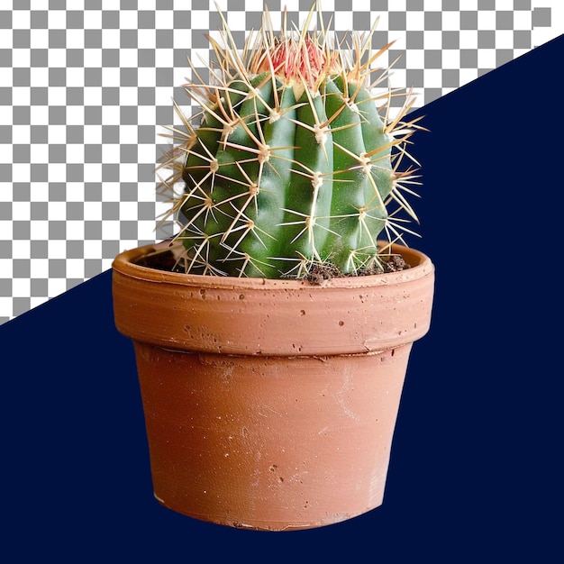 PSD el fondo eliminado bonito cactus con olla de flores