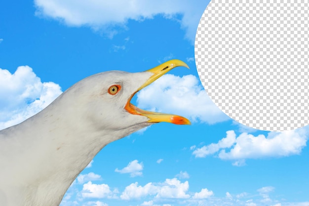 Fondo hermoso pájaro PSD