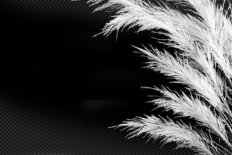 PSD fondo negro con plumas blancas y fondo negro con fondo negro