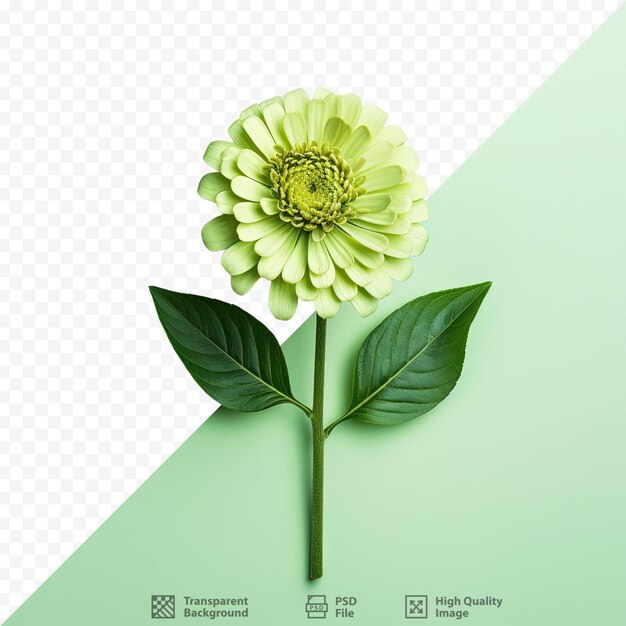 Fondo plano verde con una flor de zinnia aislada