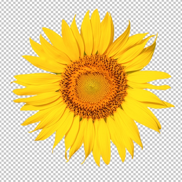 PSD fondo de transparencia isoleated flor de girasol