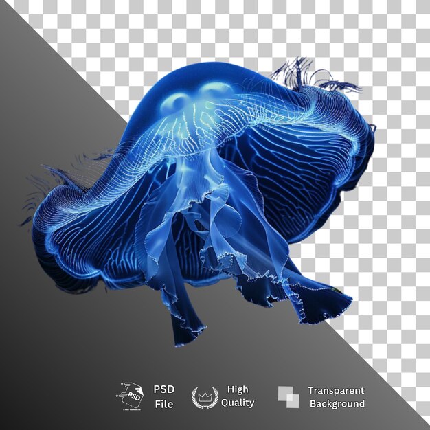Fondo transparente aislado de medusas