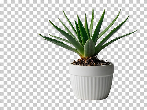 fondo transparente de aloe vera PNG