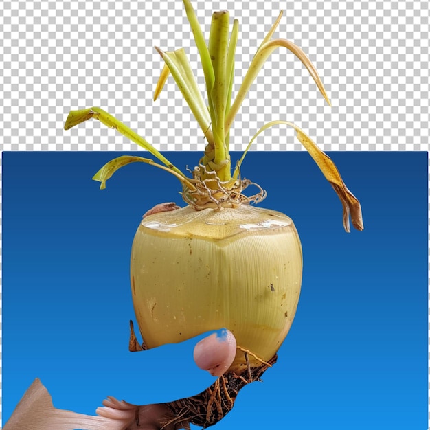 fondo transparente de coco