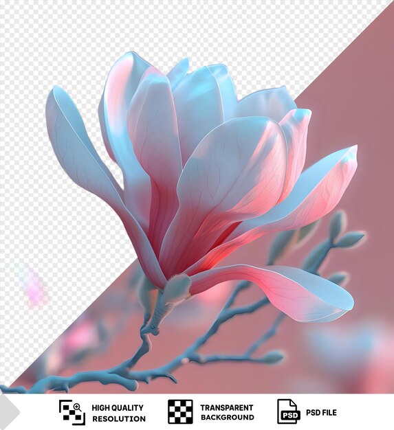 PSD fondo transparente flor de magnolia png clipart con una variedad de pétalos rosados y blancos, incluido un pétalo azul y blanco dispuesto en una fila de izquierda a derecha