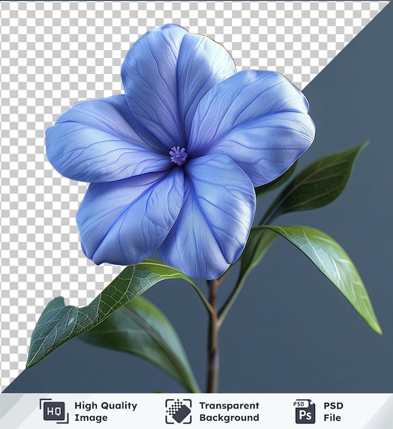 PSD fondo transparente flor de psd vinca con pétalos azules y hojas verdes