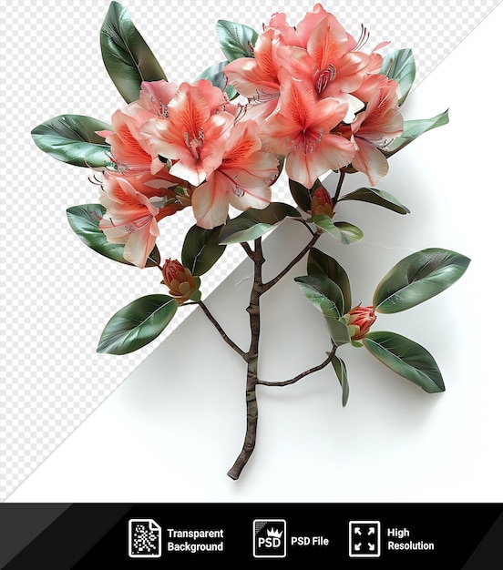 PSD fondo transparente flor de rododendro png clipart con una variedad de flores rosas y rojas y hojas verdes png