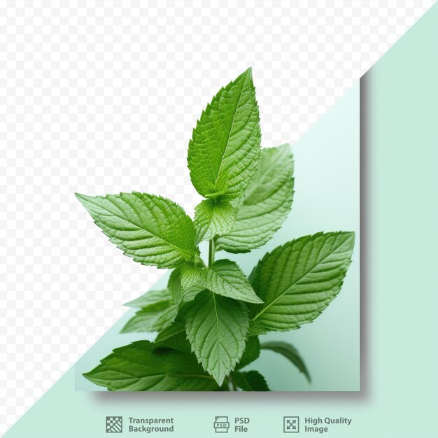 PSD fondo transparente con follaje de menta