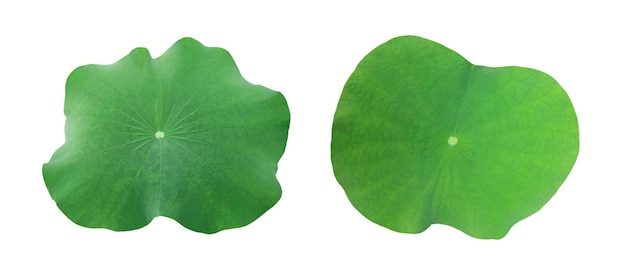 Un fondo transparente de hoja de loto.