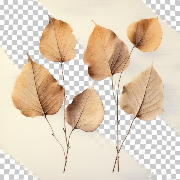 PSD fondo transparente de hojas de sauce de otoño con manchas marrones decadentes