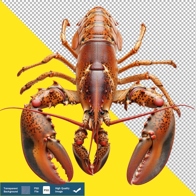 El fondo transparente de la langosta gourmet es png psd