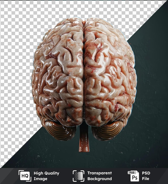 Fondo transparente maqueta psd de un cerebro humano con un tronco cerebral del cráneo y varias otras estructuras