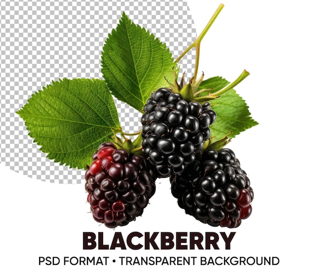 Fondo transparente de mora