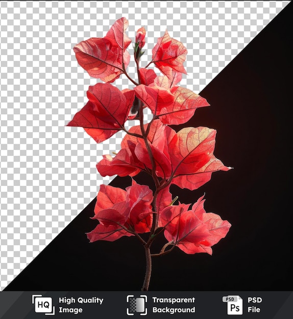 PSD fondo transparente psd con bunga bougainvillea rojo dan rosa y daun hijau di latar