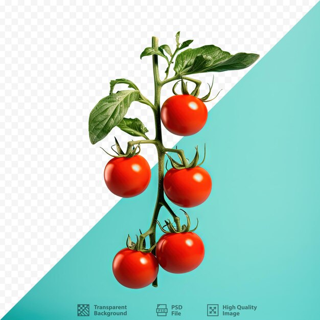 PSD fondo transparente con tomates cerezos