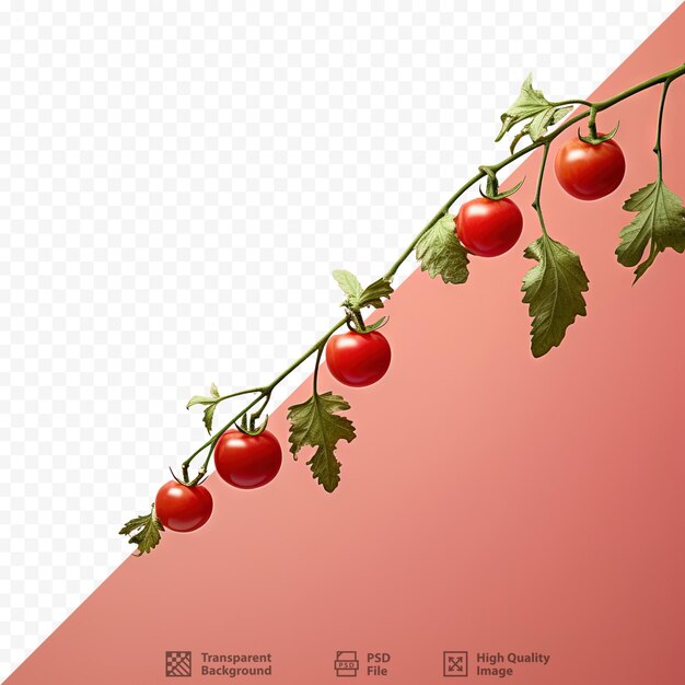 Fondo transparente con tomates cerezos