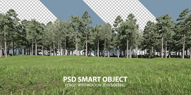 Foresta con prato rendering 3D di oggetti isolati
