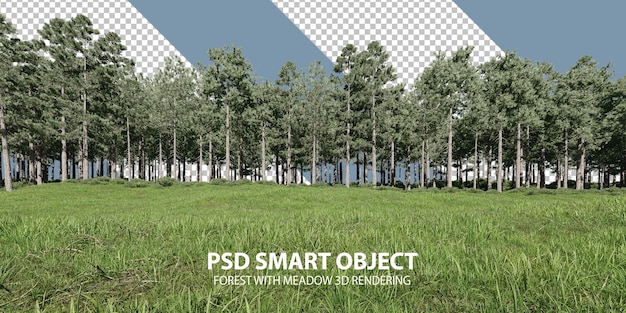 Foresta con prato rendering 3D di oggetti isolati