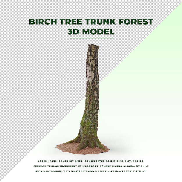 Foresta del tronco di betulla