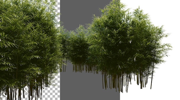 Foresta di bambù su sfondo trasparente PNG rendering 3D