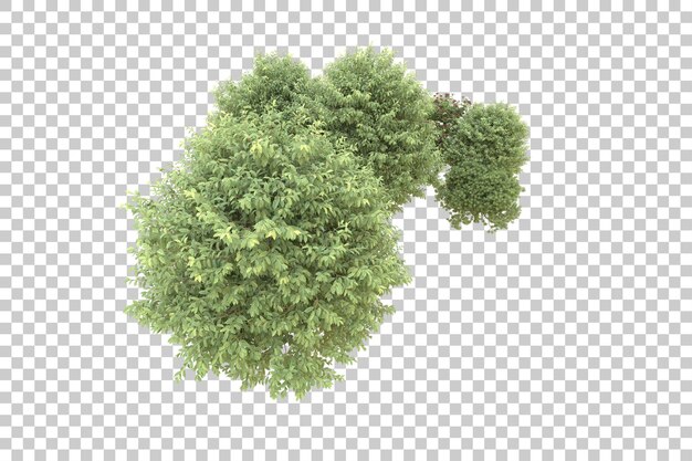 Foresta realistica isolata su sfondo trasparente illustrazione di rendering 3d