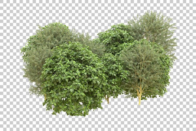 Foresta realistica isolata su sfondo trasparente illustrazione di rendering 3d